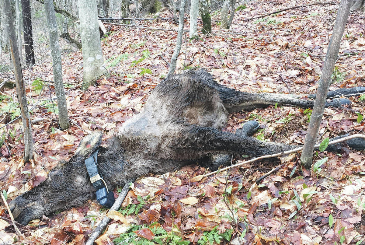 Fish & Game Seeks Moose Hunt To Impact Winter Tick Population, Improve Overall Moose Health